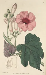 Ipomoea mauritiana